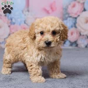 Toronto, Bich-Poo Puppy